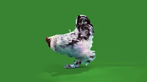 Nice big rooster1 Stock Footage 70554396