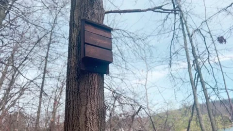 NICE BIRD BOX IN TREE IN PARK Stock Footage 182480544