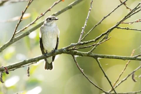 Nice bird flycatcher perched on a tree branch Stock Photos