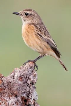 Nice bird on a innkeeper trunk with Stock Photos
