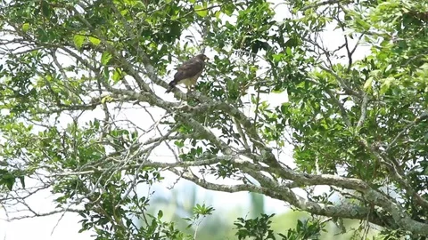 Nice bird of prey flying off a tree 스톡 동영상 98377781