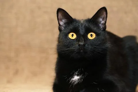 Nice Black Cat Stock Photos