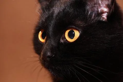 Nice Black Cat Stock Photos
