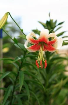 Nice Blooming Lily Stock Photos