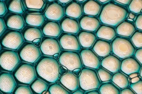 Nice blue bubbles over a background with a nice pattern Stock Photos