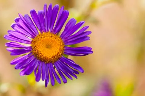 Nice blue flower on a blurred background Stock Photos