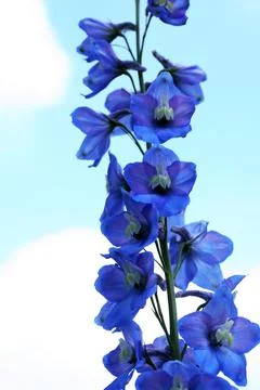 Nice Blue Flower Stock Photos