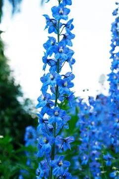 Nice Blue Flower Stock Photos