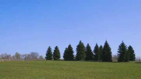 Nice Blue Sky with Pines Scenery Stock Footage 153940488