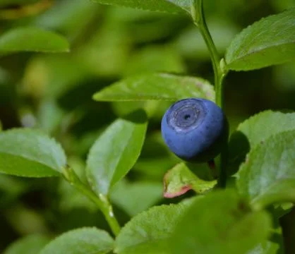 Nice blueberry Stock Photos