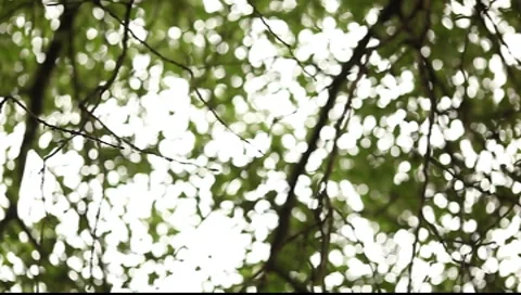 Nice blurred leaves bokeh, flickering lights Vídeos de archivo 7490981