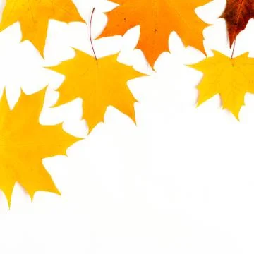 Nice border made from color falling maple leaves 库存照片