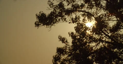 Nice Bright Sunset behind Tree at Late Evening / Golden Hour  Stock-Footage 130238989