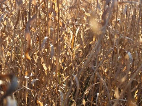 A nice brown grass with sun light on it. Stock Photos