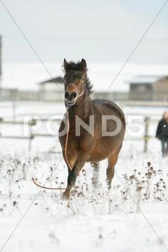 Nice brown horse running away in winter Stock Photos