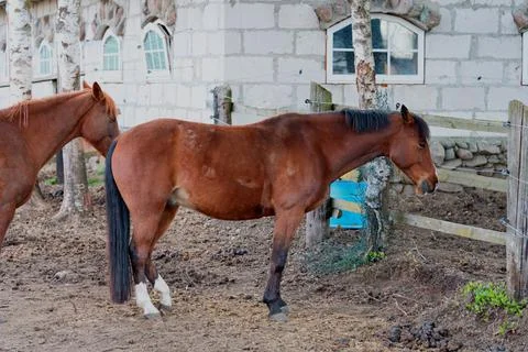 Nice Brown horse in the stable close-up in a sunny day Stock Photos