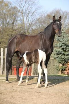 Nice brown mare with its piebald foal Stock Photos