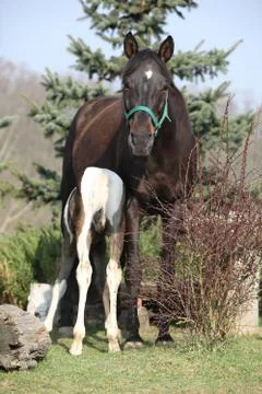 Nice brown mare with its piebald foal Stock Photos