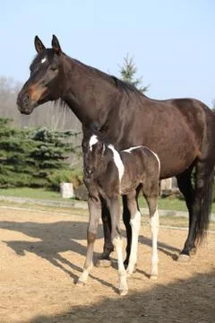 Nice brown mare with its piebald foal Stock Photos