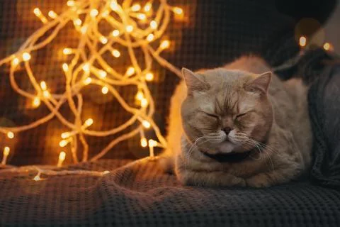 Nice brown scottish cat lying on sofa with blurred bokeh lights. Purebred Foto stock