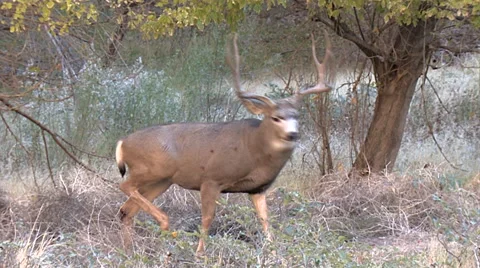 Nice Buck Poses After Chase Then Walks Back Towards Doe Stock Footage 49593872
