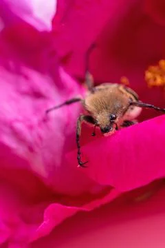 Nice bug seating in may rose. extreme  macro shot Stock Photos