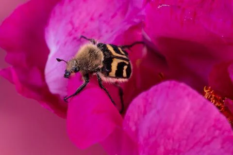 Nice bug seating in may roses. extreme  macro shot Foto stock