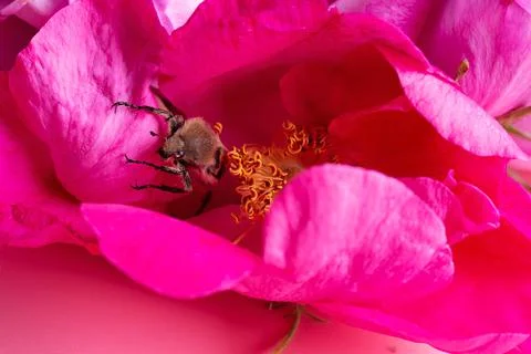 Nice bug seating in may roses. extreme  macro shot Stock Photos