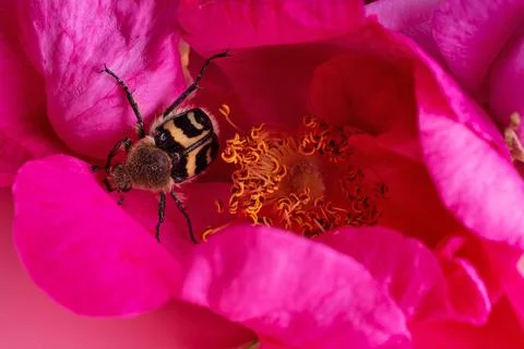 Nice bug seating in may roses. extreme  macro shot Stock Photos