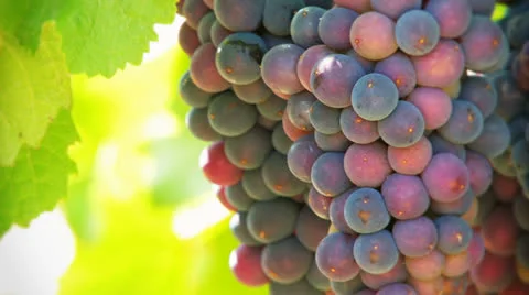 Nice bunch of grapes Stock Footage 27067938