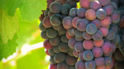 Nice bunch of grapes. Stock Footage 27210318