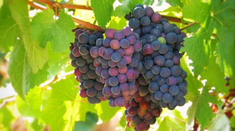 Nice bunch of grapes. Stock Footage 35996622