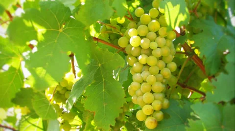 Nice bunch of grapes Stock Footage 35996968