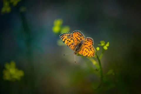 Nice butterfly on the flower Stock Photos