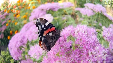 Nice butterfly on a flower takes off. Stock Footage