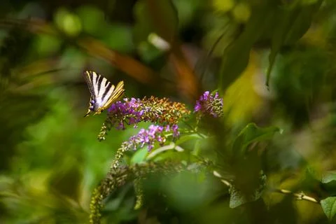 Nice butterfly Stock Photos