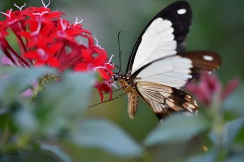 Nice butterfly Stock-Fotos