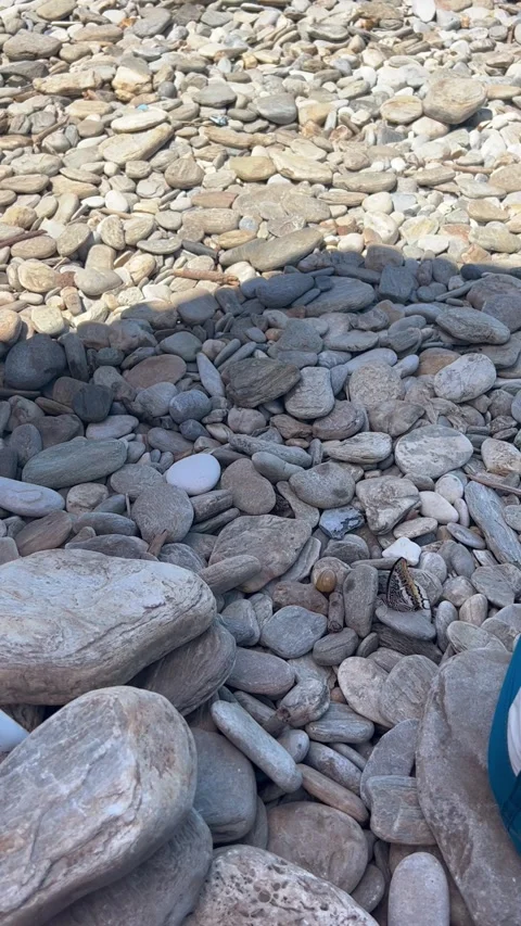 A nice butterfly try to taste an olive on stony beach Stock Footage 281229797
