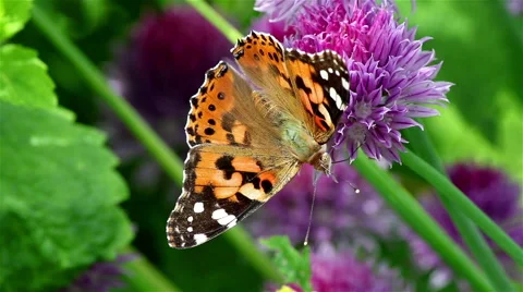 Nice butterfly on a violet flower Stock Footage 68680910