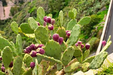 Nice cactus with many fruits of purple color. One of the symbols of Sicily. Stock Photos