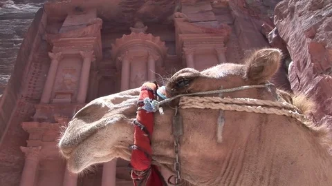 Nice camel chewing while stop, opposite to Al-Khazneh in petra jordan Stock Footage 71947604