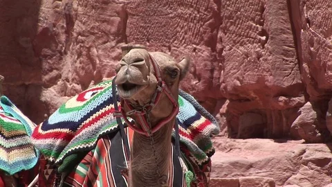 Nice camel chewing while stop, opposite to Al-Khazneh in petra jordan Stock Footage 71960290