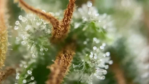 Nice Cannabis milky thc cbd trichomes showing on a healthy marijuana plant Stock Footage 284024260