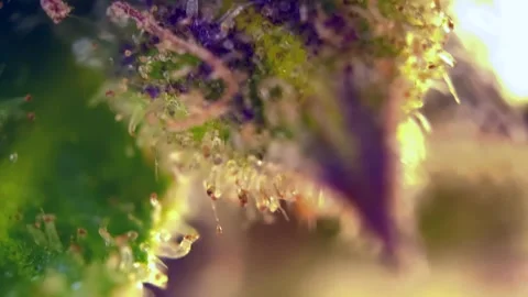 Nice Cannabis trichomes developing active cannabinoids under microscope. Stock Footage 344494582