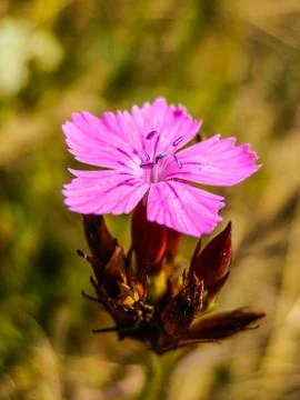 Nice carnation flowers Foto stock