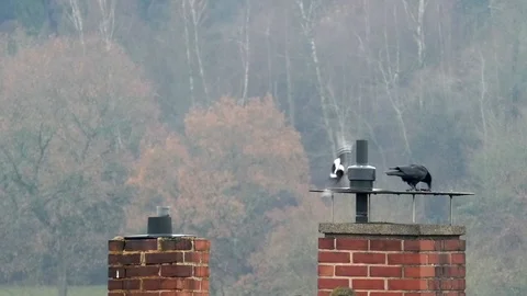 Nice carrion crow leaving some food for a Eurasian magpie on a chimney top 库存影片 99105393