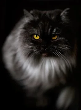 Nice cat in the dark Stock Photos