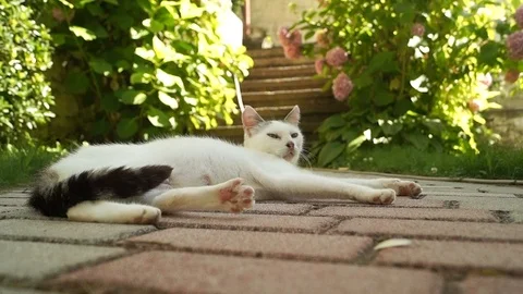 Nice cat Stock Footage 94411615