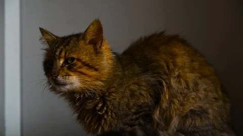 Nice cat 動画素材 128649273