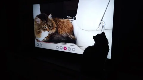Nice cat looking TV with a video with another cat Vídeo Stock 123983890